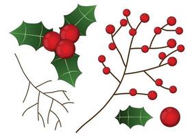 Red Berry with Leaf and Branch Christmas vector