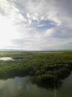 vista diurna desde la orilla del lago. jacinto de agua cubre el lago foto