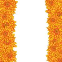 Yellow Chrysanthemum Border isolated on White Background. vector
