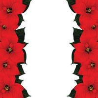 Red Poinsettia Border vector