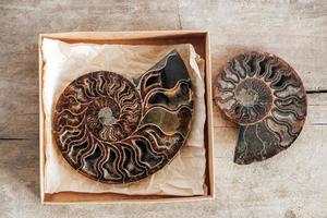 Ammonites fossil shell on wooden background photo