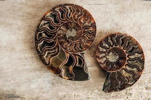 Ammonites fossil shell on wooden background photo