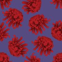 Red Chrysanthemum Flower on Purple Background. vector