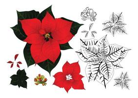 Red Poinsettia Outline vector