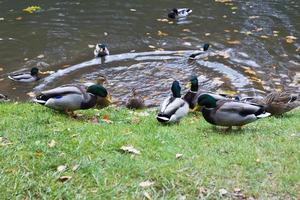 Ducks on the pond in autumn day. photo