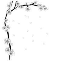 White Plum Blossom Flower Outline Border vector