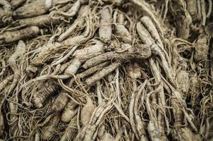 korean wild ginseng photo