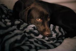 dog lying on the couch photo