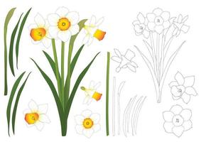 Daffodill - Narcissus. Vector Illustration. isolated on White Background