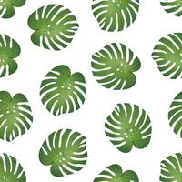 Philodendron Monstera Leaf on White Background vector
