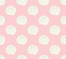 White Ranunculus on Pink Pastel Background vector