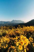 yellow flowers on the mountain in the morning photo