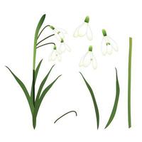 White Snowdrop Flower. isolated on White Background. Vector Illustration