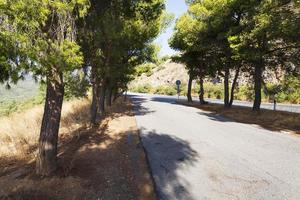 los árboles a lo largo del camino asfaltirani en la isla de creta. foto