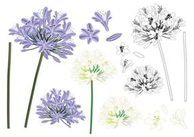 Blue Purple Agapanthus Outline vector