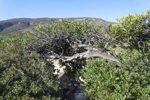 paisaje, mar, árboles y montañas. foto