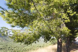 Tree with thorny branches closeup. photo