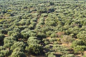 Forest seamless pattern - view from above. photo