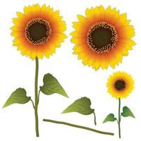 Sunflower or Helianthus. Vector Illustration. isolated on White Background