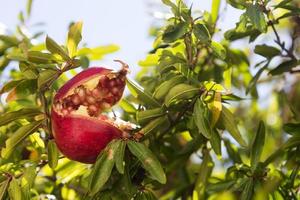 Ripe pomegranate hanging on the branches. photo
