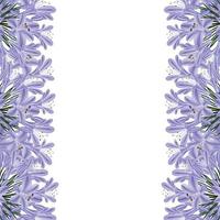 Blue Purple Agapanthus Border - Lily of the Nile, African Lily vector