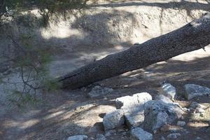 A fallen tree on dry land. photo