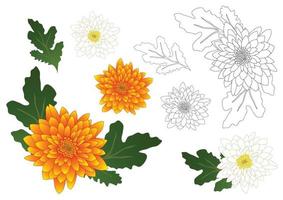 Yellow and White Chrysanthemum Outline vector