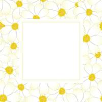 tarjeta de banner de flor de cosmos blanco vector