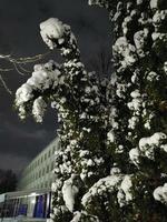 parque de invierno en la noche árboles en el callejón de nieve con linternas foto