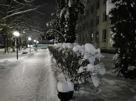 parque de invierno en la noche árboles en el callejón de nieve con linternas foto
