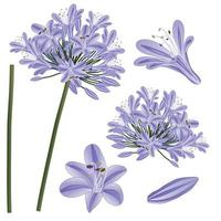 Blue Purple Agapanthus - Lily of the Nile, African Lily. Vector Illustration. isolated on White Background