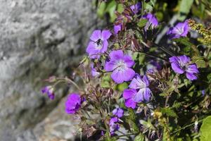 Beautiful meadow flower, purple geranium. Summer landscape, Hemsedal, Buskerud, Norway. photo