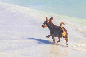 Russian toy terrier dog on the beach Holbox island Mexico. photo