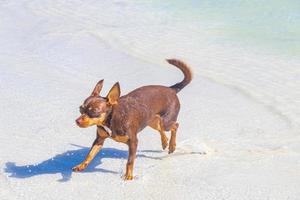 Russian toy terrier dog on the beach Holbox island Mexico. photo