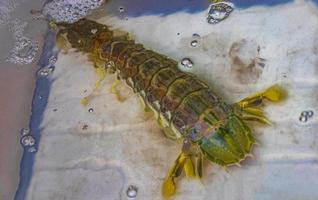 Seafood live crabs shellfish crustaceans Thai market China Town Bangkok. photo