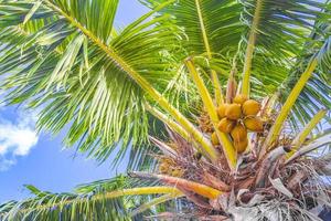 Tropical palm tree with blue sky on Holbox island Mexico. photo