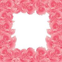 borde de flor de clavel rosa, dianthus caryophyllus vector