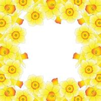 Yellow Daffodil - Narcissus Border on White Background. vector