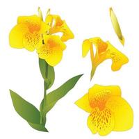 Yellow Canna indica - Canna lily, Indian Shot. Isolated on White Background. Vector Illustration