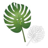 hoja de filodendro monstera aislada sobre fondo blanco. vector