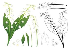 White Lily of the Valley Outline vector