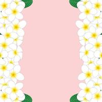 White Plumeria Border vector