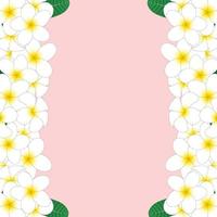 White Plumeria Border vector