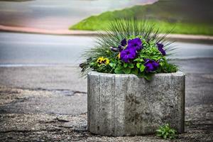 Yellow pansies and purple flowers in concrete vase standing outdoors on paved sidewalk photo