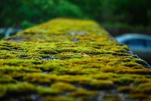 Green moss bokeh on pavement border on parking photo