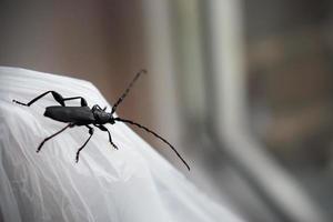 gran escarabajo negro mirando por la ventana sentado en una bolsa de plástico blanca foto