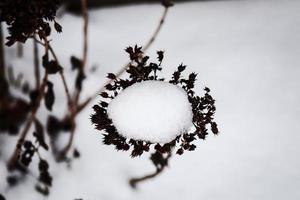 flor de nieve seca sobre fondo de nieve blanca foto