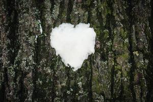 Snow heart blob on tree bark background with green moss photo