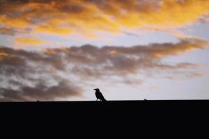 Crow silhouette sitting on roof top in sunset sky photo
