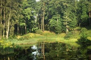 Forest and its reflection in lake water landscape photo